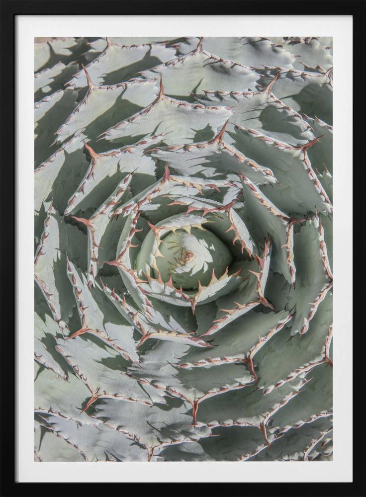 Spiral Succulent Maze | Poster
