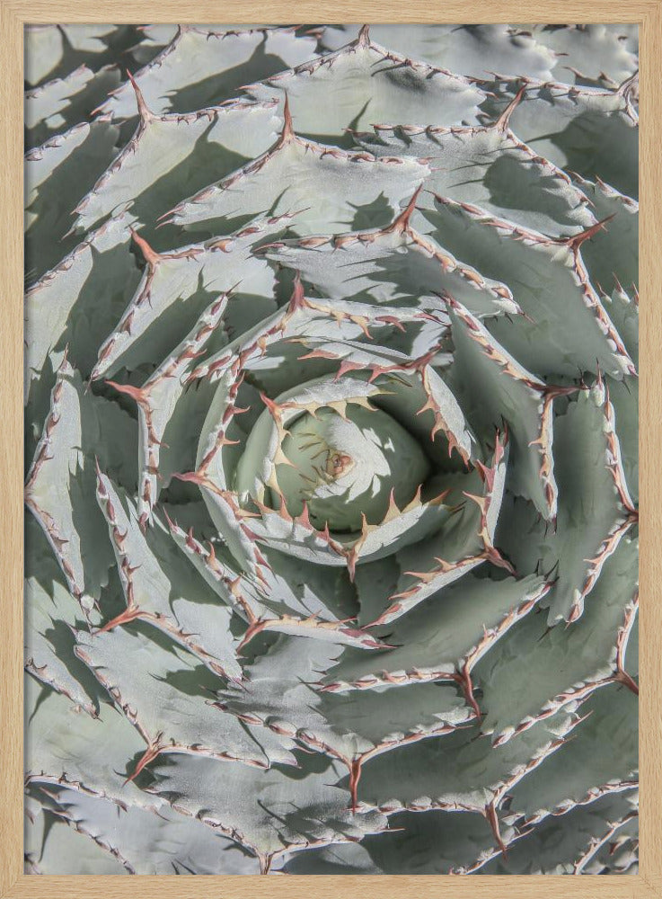 Spiral Succulent Maze | Poster
