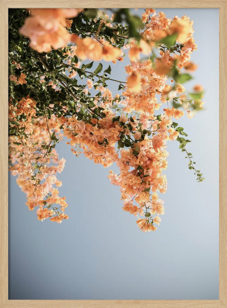 Goldener Blütentanz | Poster