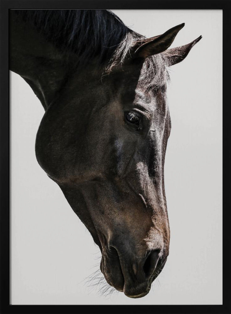Sanfter Blick des Pferdes | Poster
