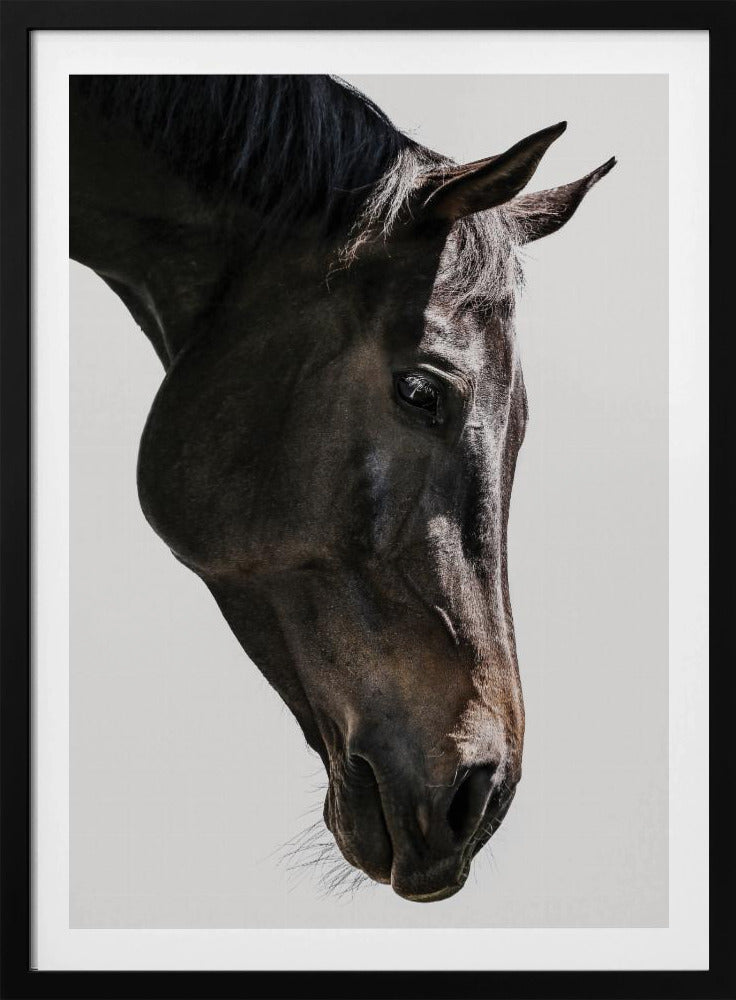 Sanfter Blick des Pferdes | Poster