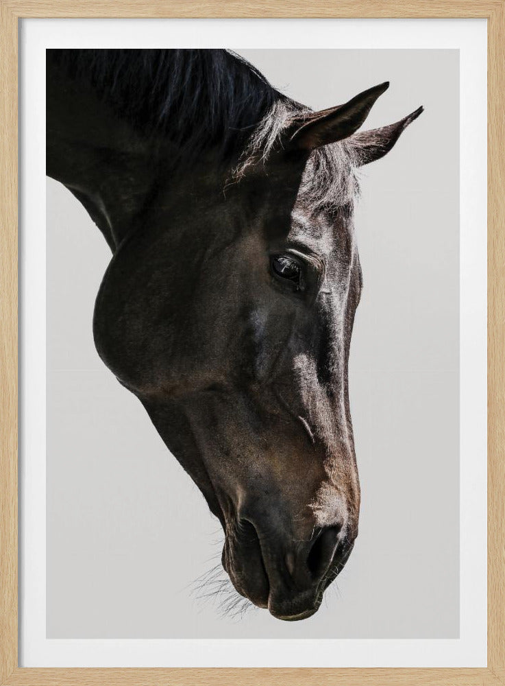 Sanfter Blick des Pferdes | Poster