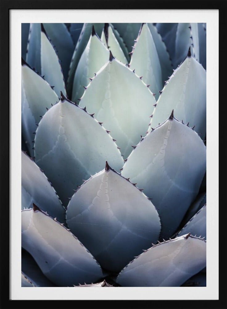 Agavengeometrie | Poster
