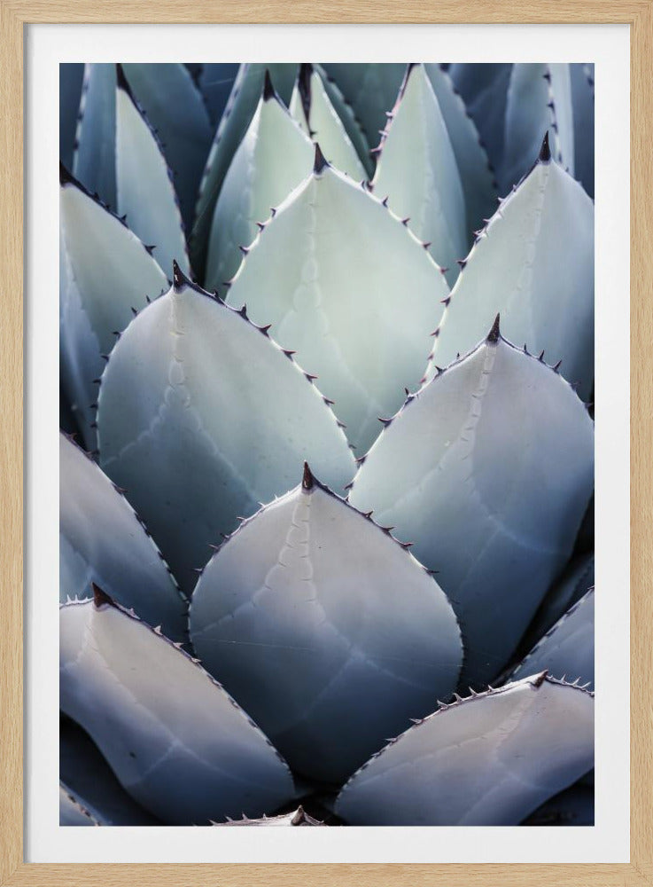 Agavengeometrie | Poster