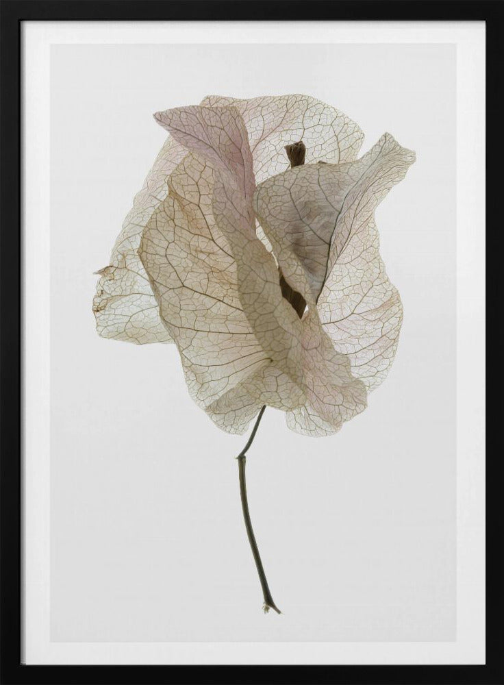 Petal Whisper | Poster