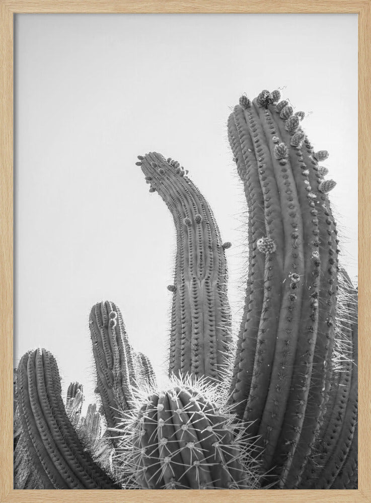 Desert Giants | Poster