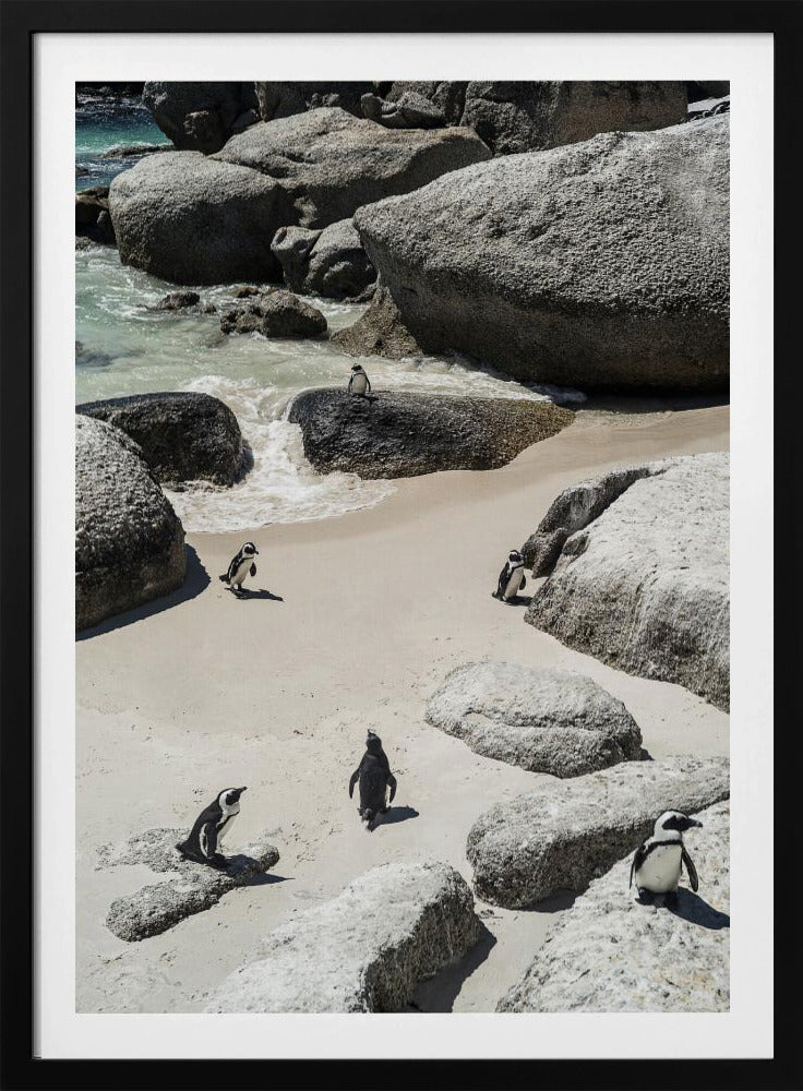 Pinguin-Strandspaziergang | Poster