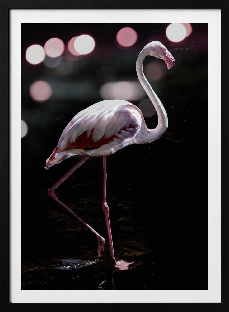 Eleganter Flamingo | Poster