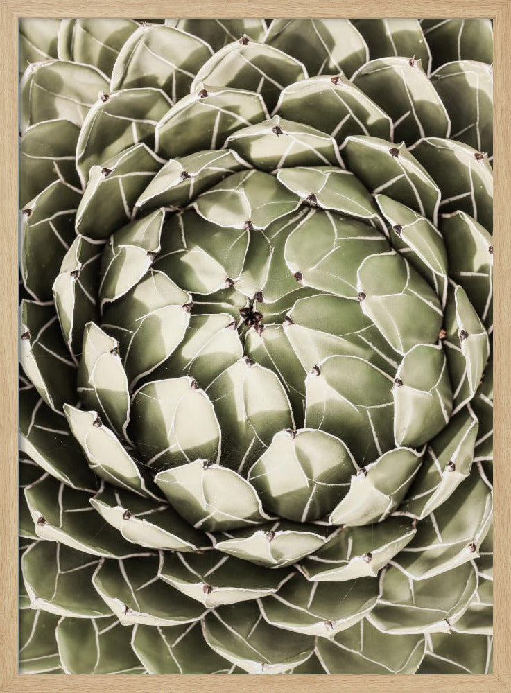 Geometrisches Sukkulenten-Poster