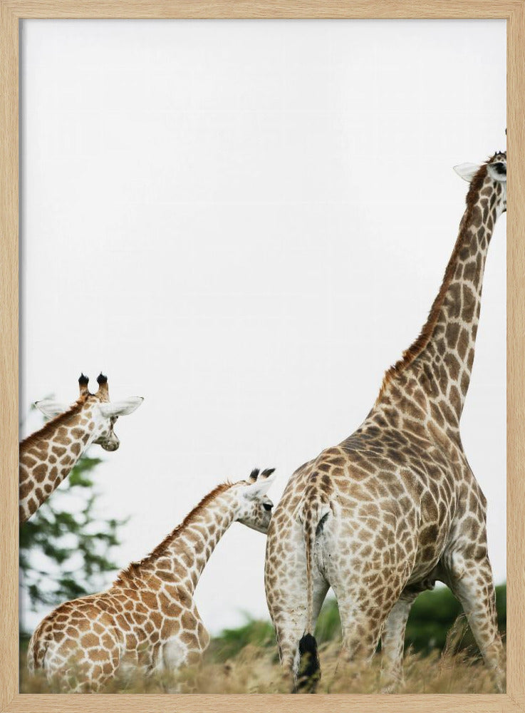 Giraffe Stroll | Poster