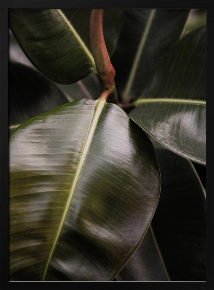 Glossy Leaf Elegance | Poster
