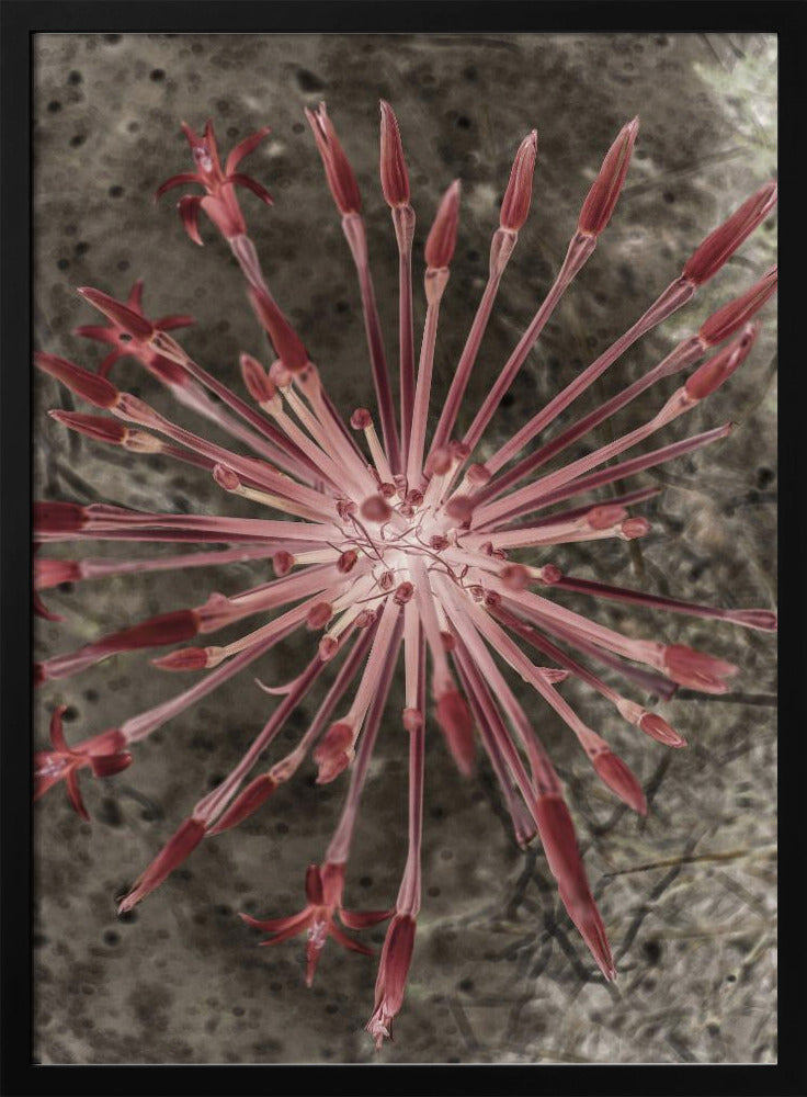 Strahlende Blüten | Poster