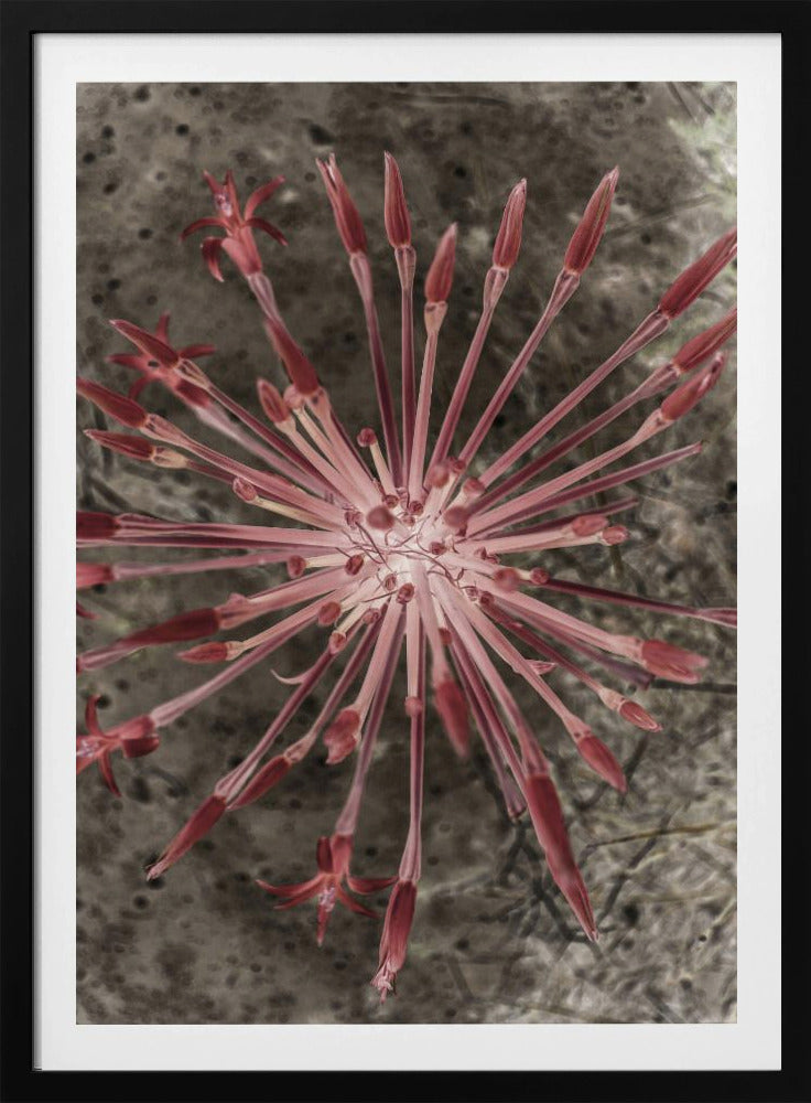 Strahlende Blüten | Poster