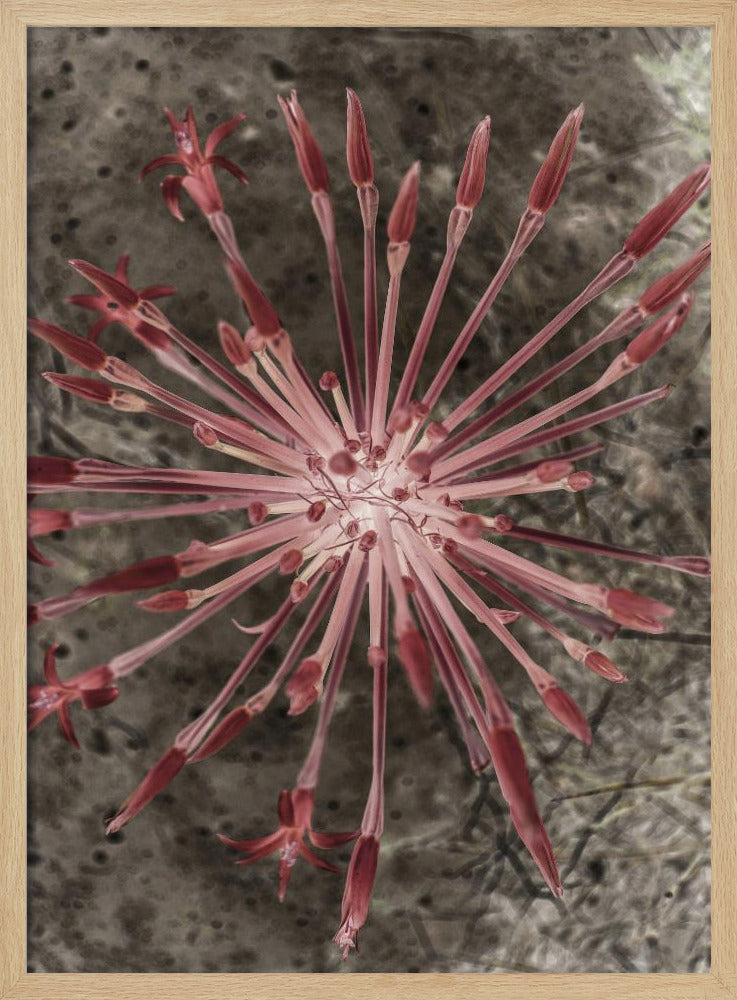 Strahlende Blüten | Poster