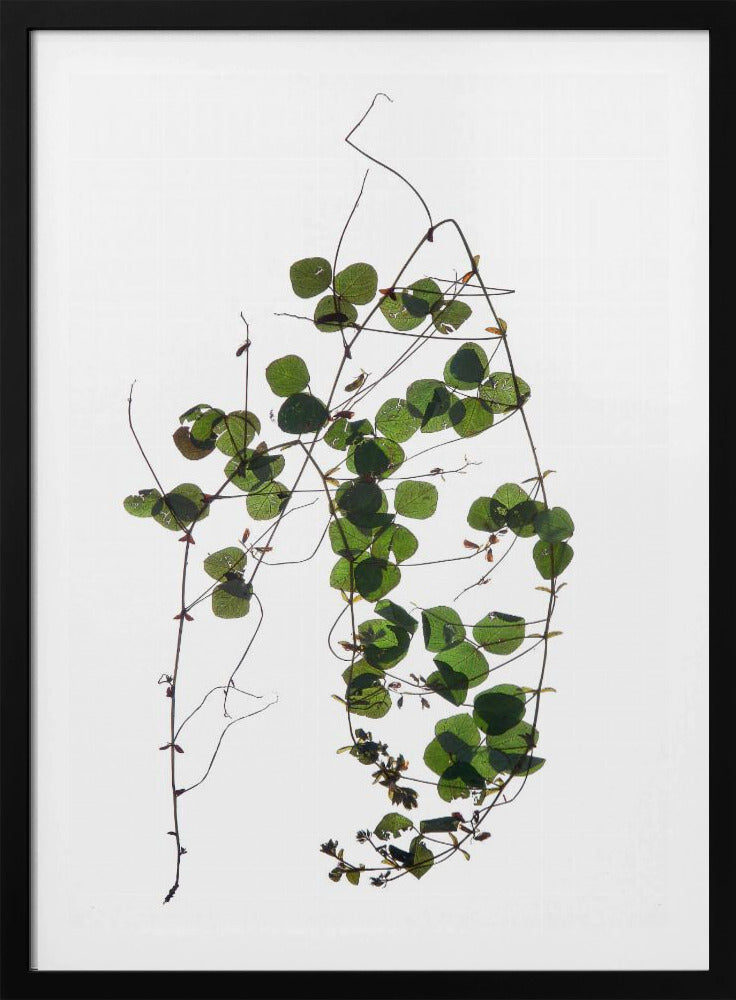 Vines Tanz | Poster