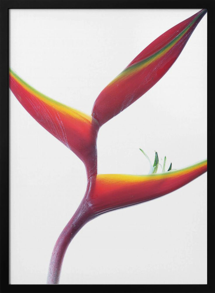 Tropische Eleganz | Poster