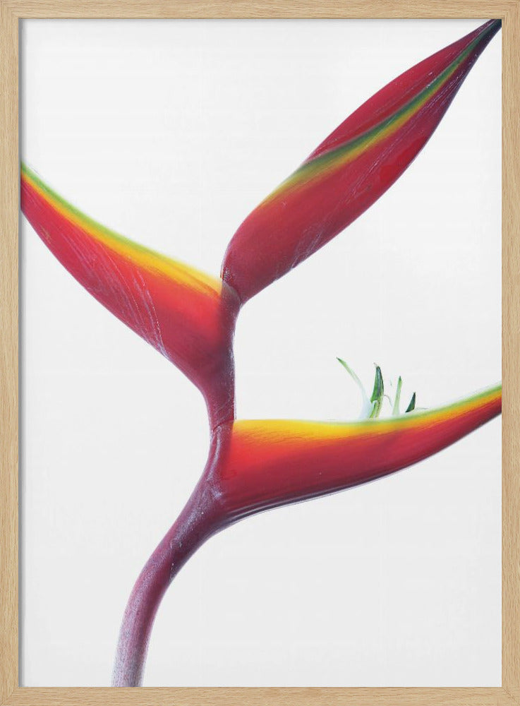 Tropische Eleganz | Poster