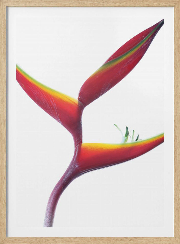 Tropische Eleganz | Poster