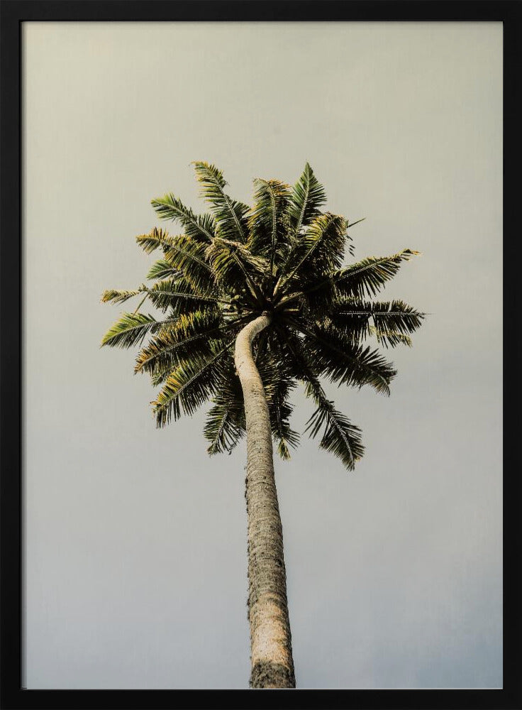Hoch aufragende Palmenglückseligkeit | Poster