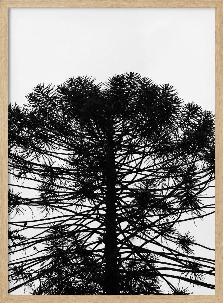 Silhouetten-Symmetrie | Poster