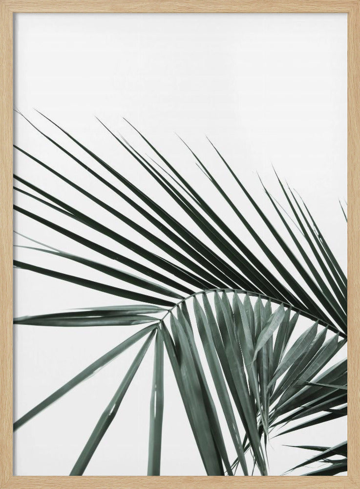 Tropical Elegance | Poster