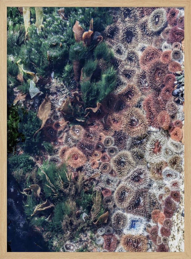 Ocean&#039;s Tapestry | Poster