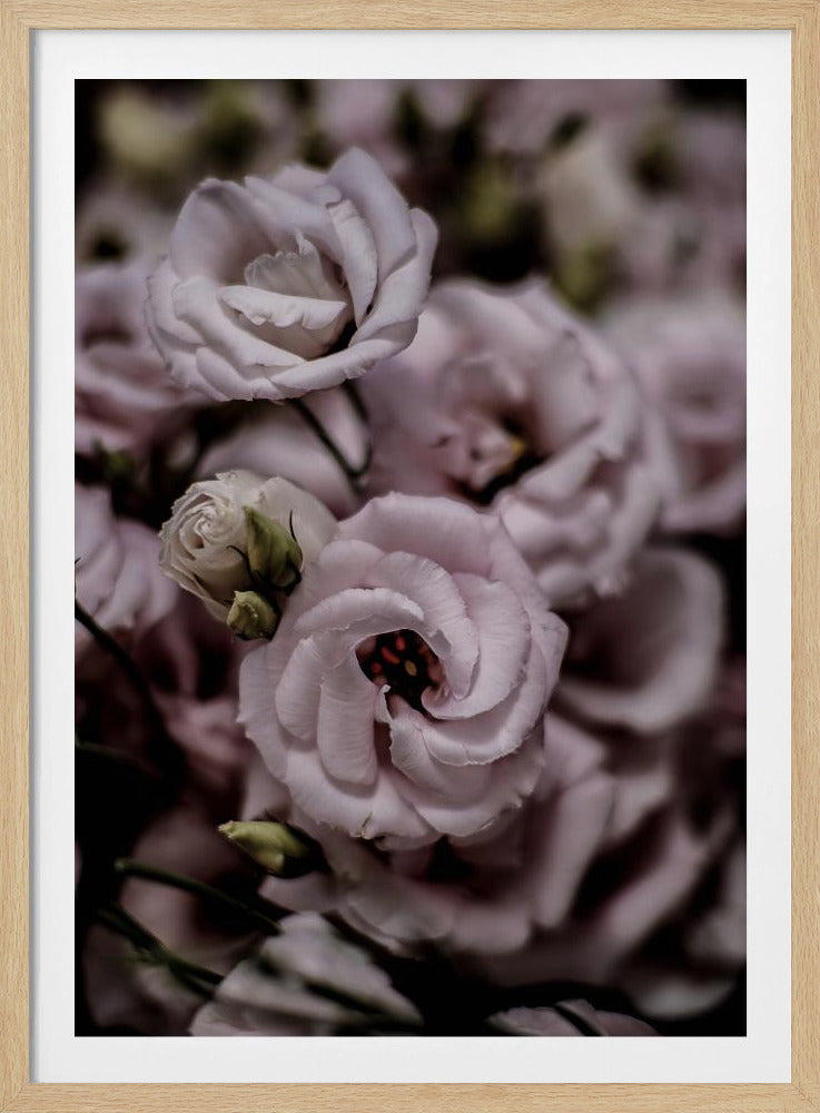 Delicate Beauty of Pink Lisianthus Flower | Poster
