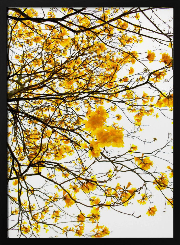 Goldenes Blätterdach | Poster