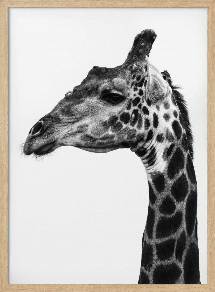 Komplizierte Muster der Giraffenhaut | Poster