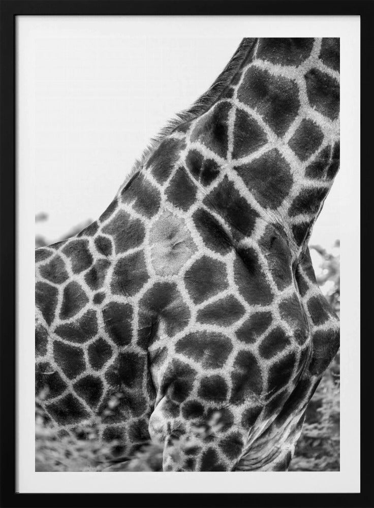 Komplizierte Muster der Giraffenhaut | Poster