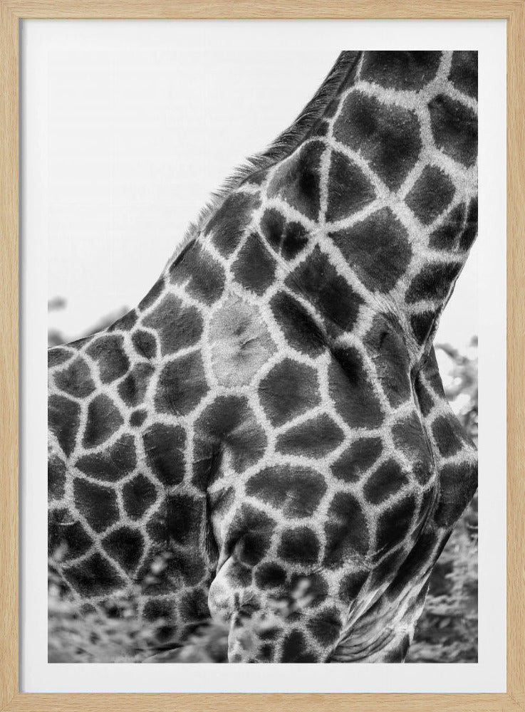 Komplizierte Muster der Giraffenhaut | Poster