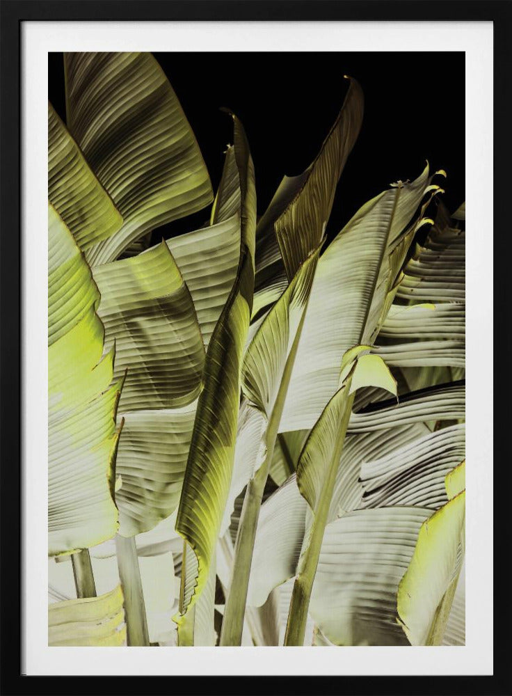 Bananenblätter in sanfter Beleuchtung | Poster