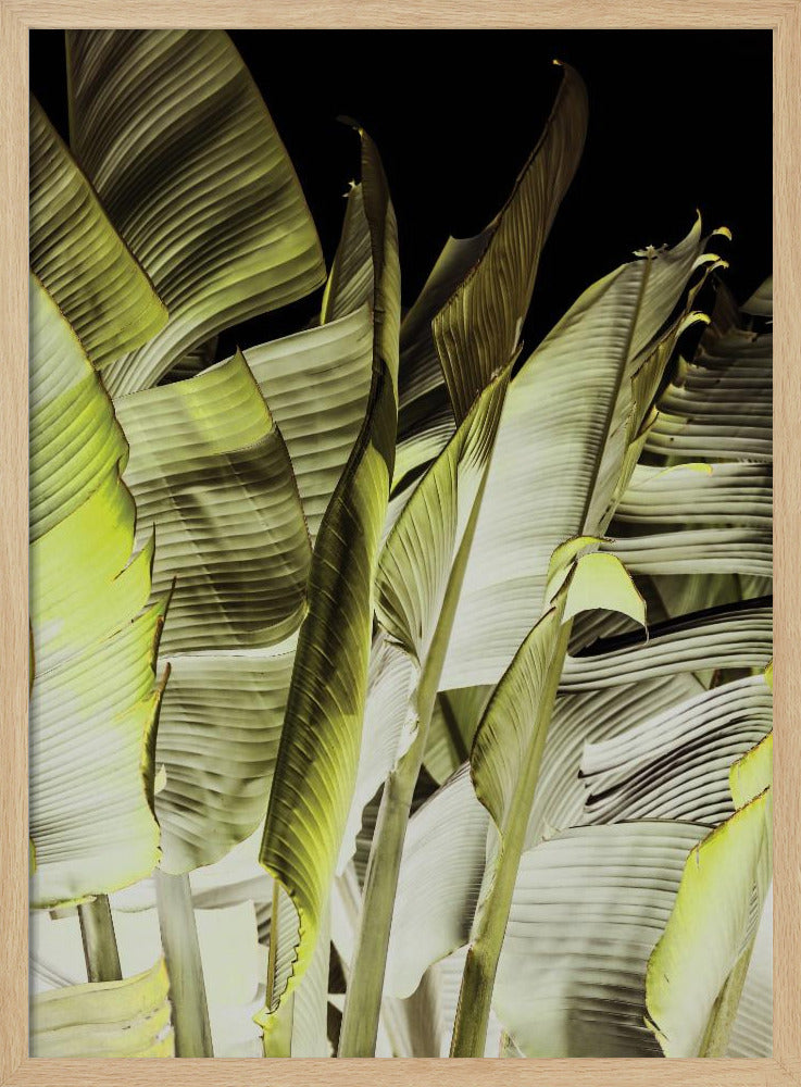 Bananenblätter in sanfter Beleuchtung | Poster