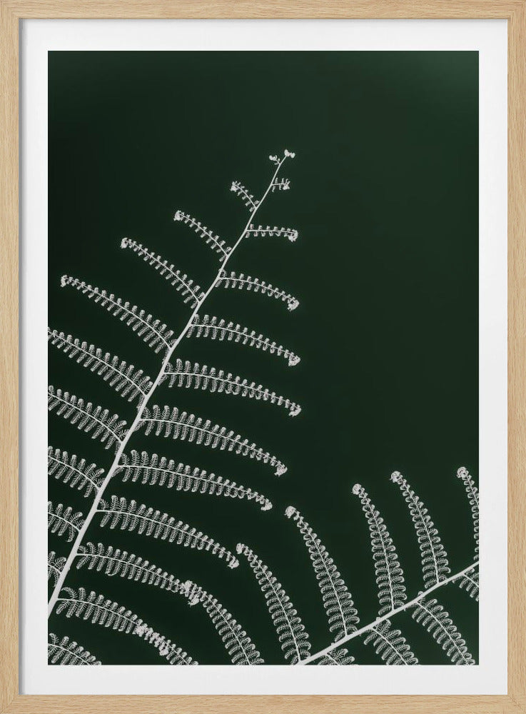 Farns sanfte Kurve | Poster