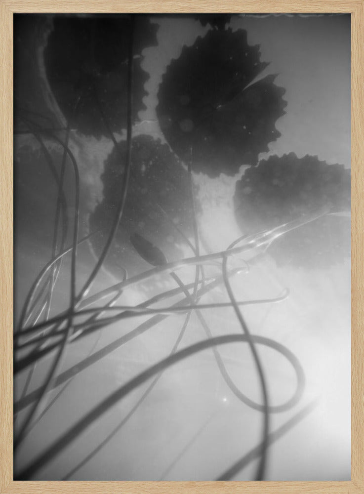 Seerose | Poster