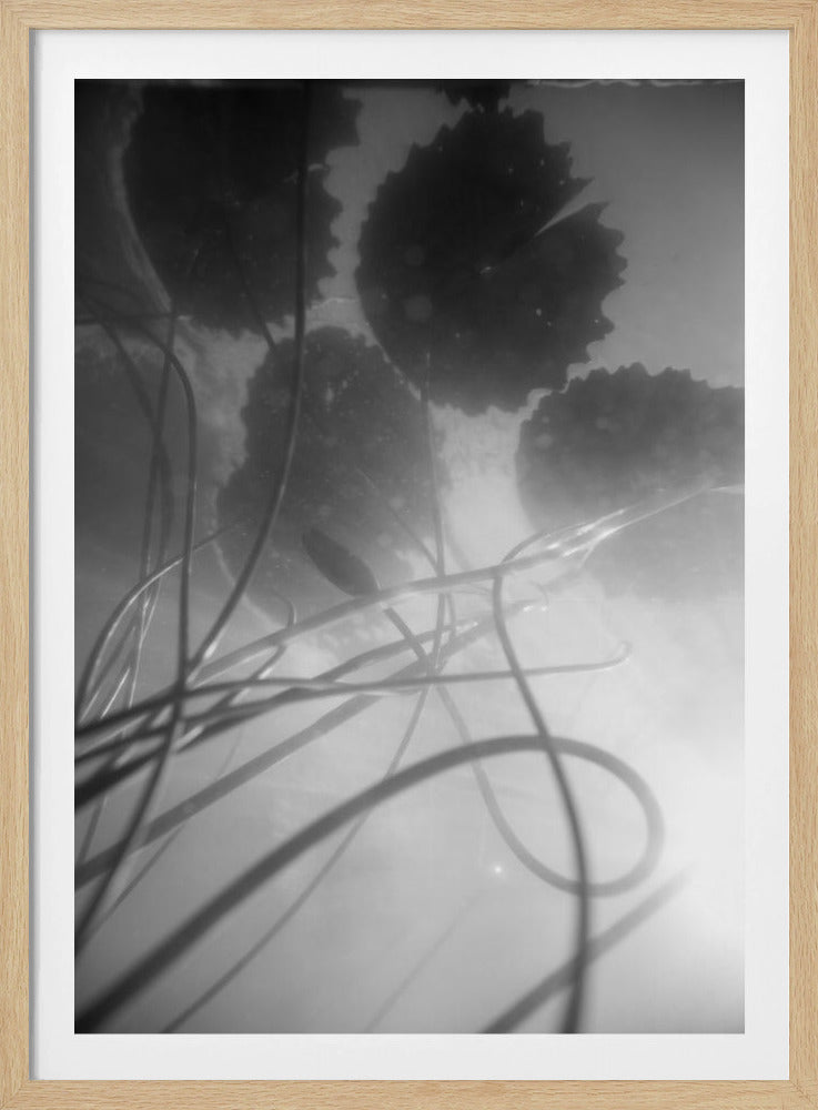 Seerose | Poster
