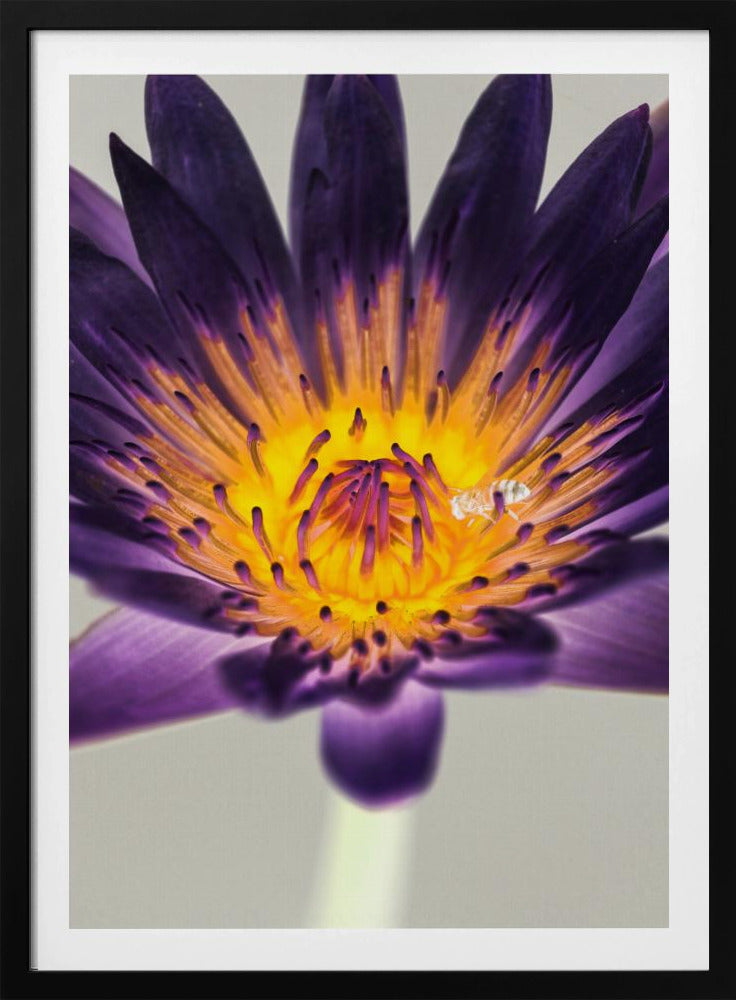 Lila Wasserlilie | Poster