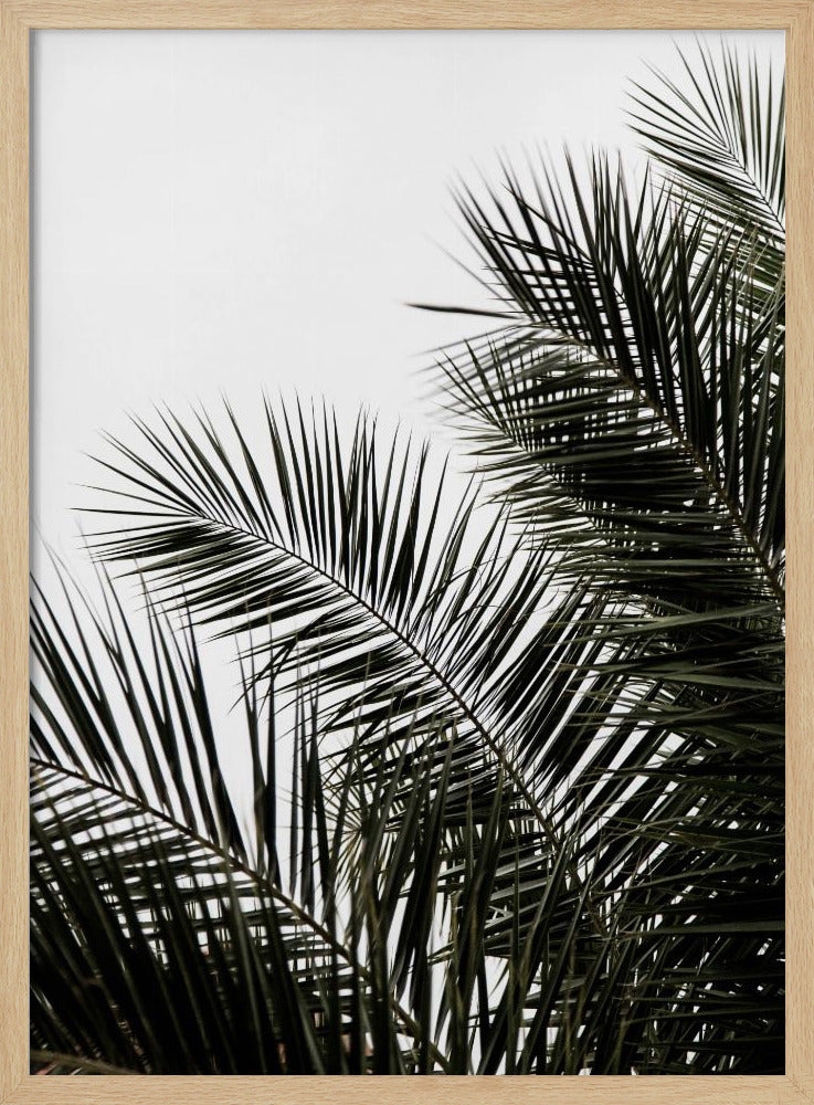 Palmblätter 3 | Poster