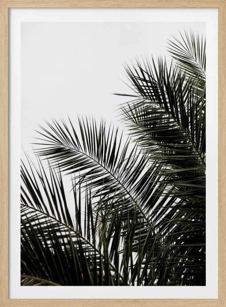 Palmblätter 3 | Poster