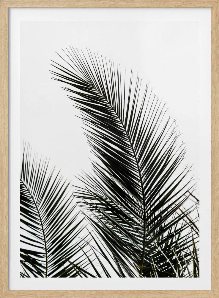 Palmblätter 1 | Poster