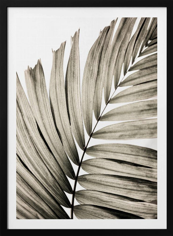Palmblätter 22 | Poster