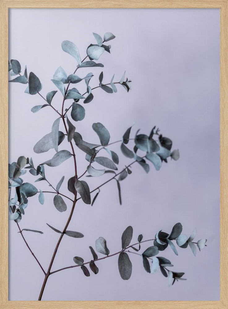 Eukalyptus 13 | Poster