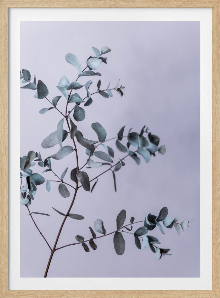 Eukalyptus 13 | Poster