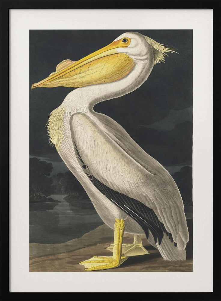 American White Pelican From Birds of America (1827) | Poster