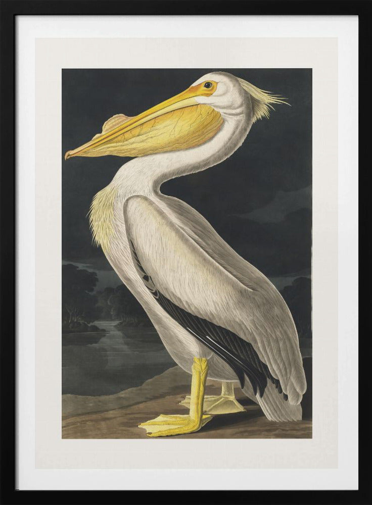 American White Pelican From Birds of America (1827) | Poster