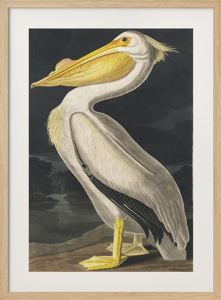 American White Pelican From Birds of America (1827) | Poster