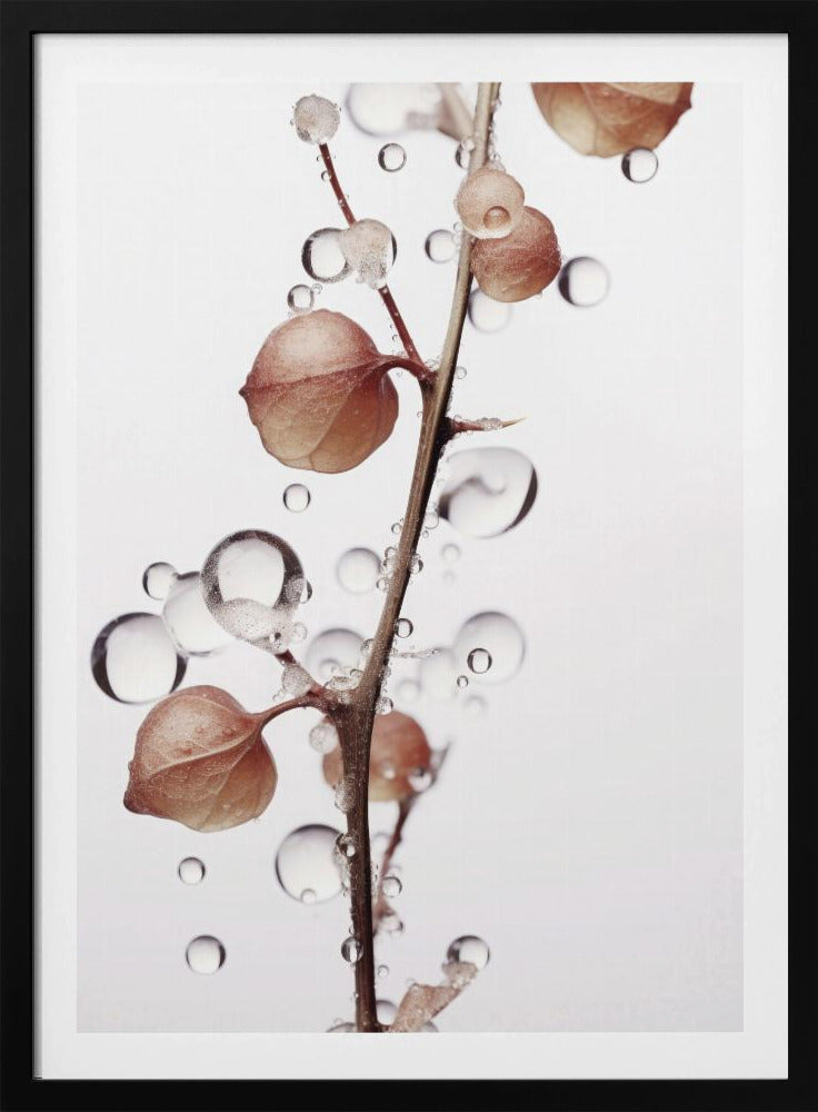Bubbles and Blooms | Poster