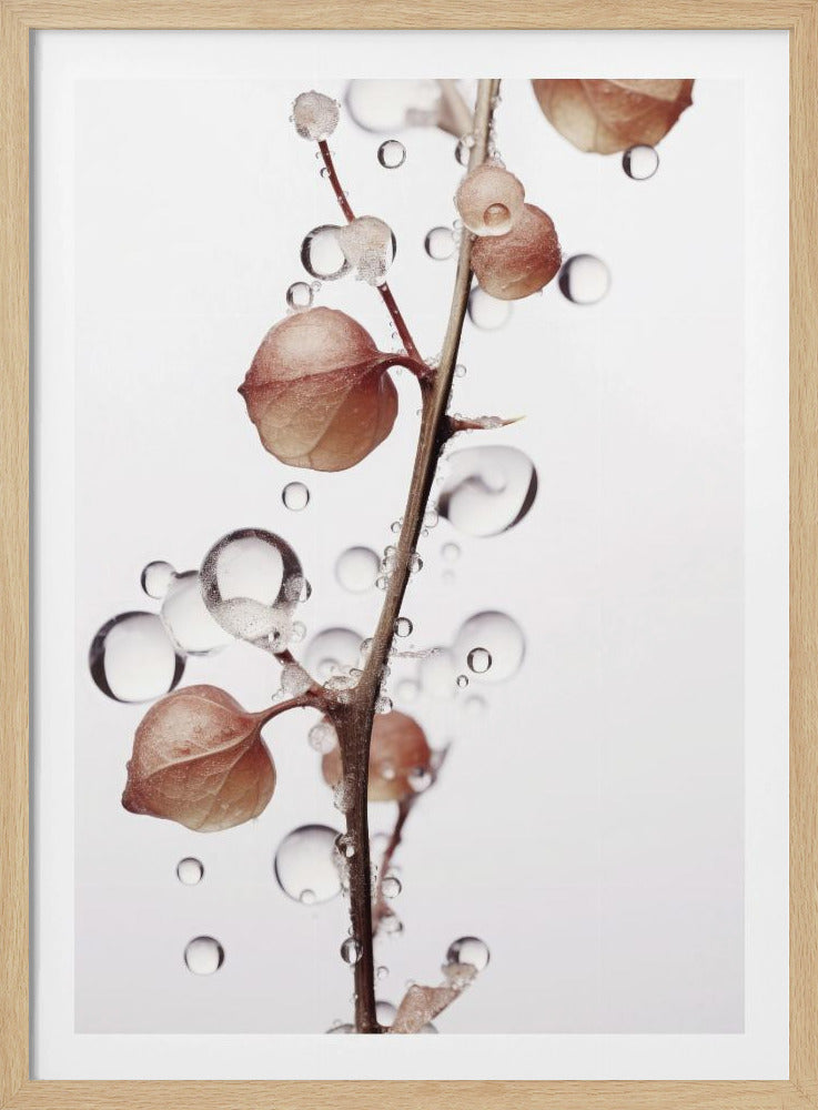 Bubbles and Blooms | Poster