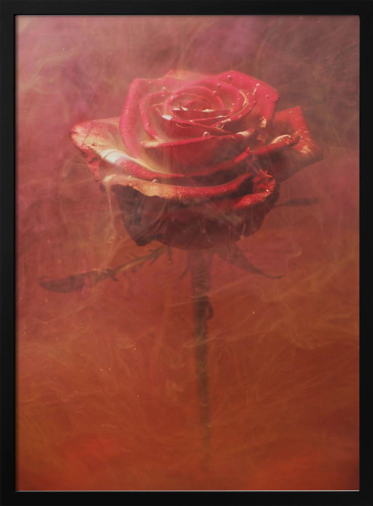 rote Rose und Tinte im Wasser | Poster