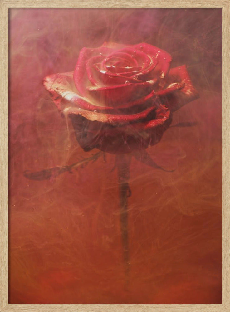 rote Rose und Tinte im Wasser | Poster